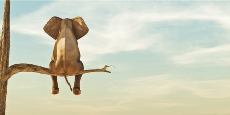 Erkek Fillerin Hikayesi