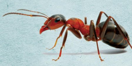 Karıncayı Yaşat Ki Devlet Yaşasın